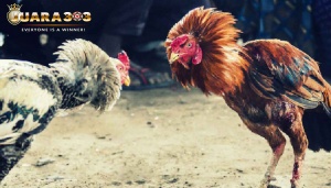 Persiapan dan Trik Menang Judi Sabung Ayam Online