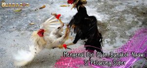 Mengenal Ciri Ayam Bangkok Ngawi Si Petarung Super